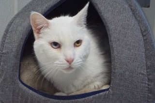 Enlarge Gemini--Senior Gentleman Available with Vet Care Support for Life!, a Adoptable Domestic Short Hair in Green Valley, AZ image 4/12