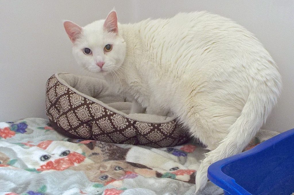 Enlarge Gemini--Senior Gentleman Available with Vet Care Support for Life!, a Adoptable Domestic Short Hair in Green Valley, AZ image 5/12