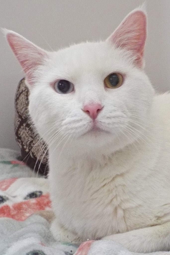 Enlarge Gemini--Senior Gentleman Available with Vet Care Support for Life!, a Adoptable Domestic Short Hair in Green Valley, AZ image 6/12