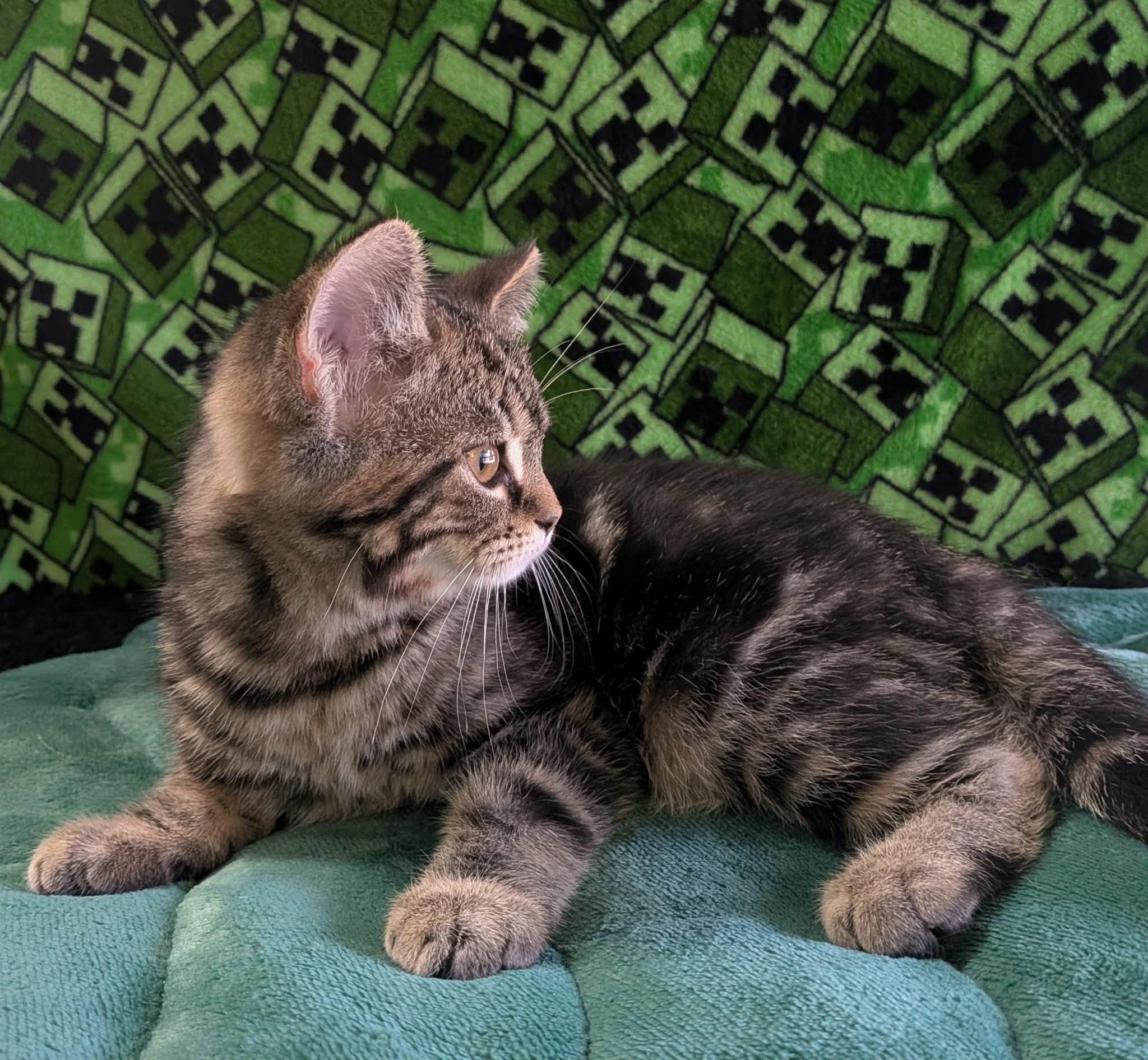 PHOENIX, an adopted Domestic Short Hair in Tillsonburg, ON image 4/6