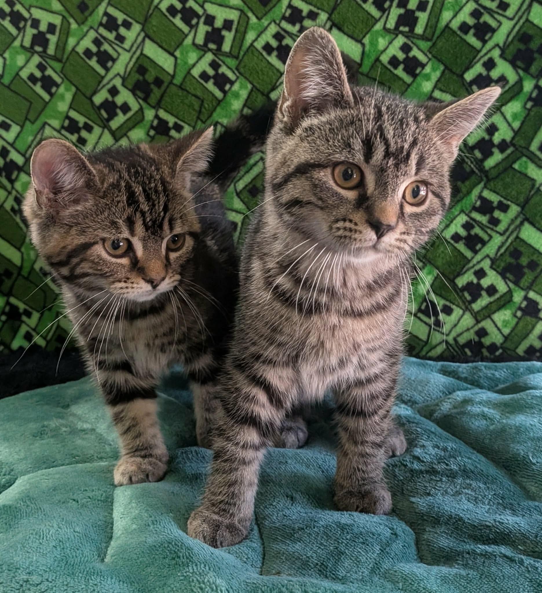 PHOENIX, an adopted Domestic Short Hair in Tillsonburg, ON image 2/6