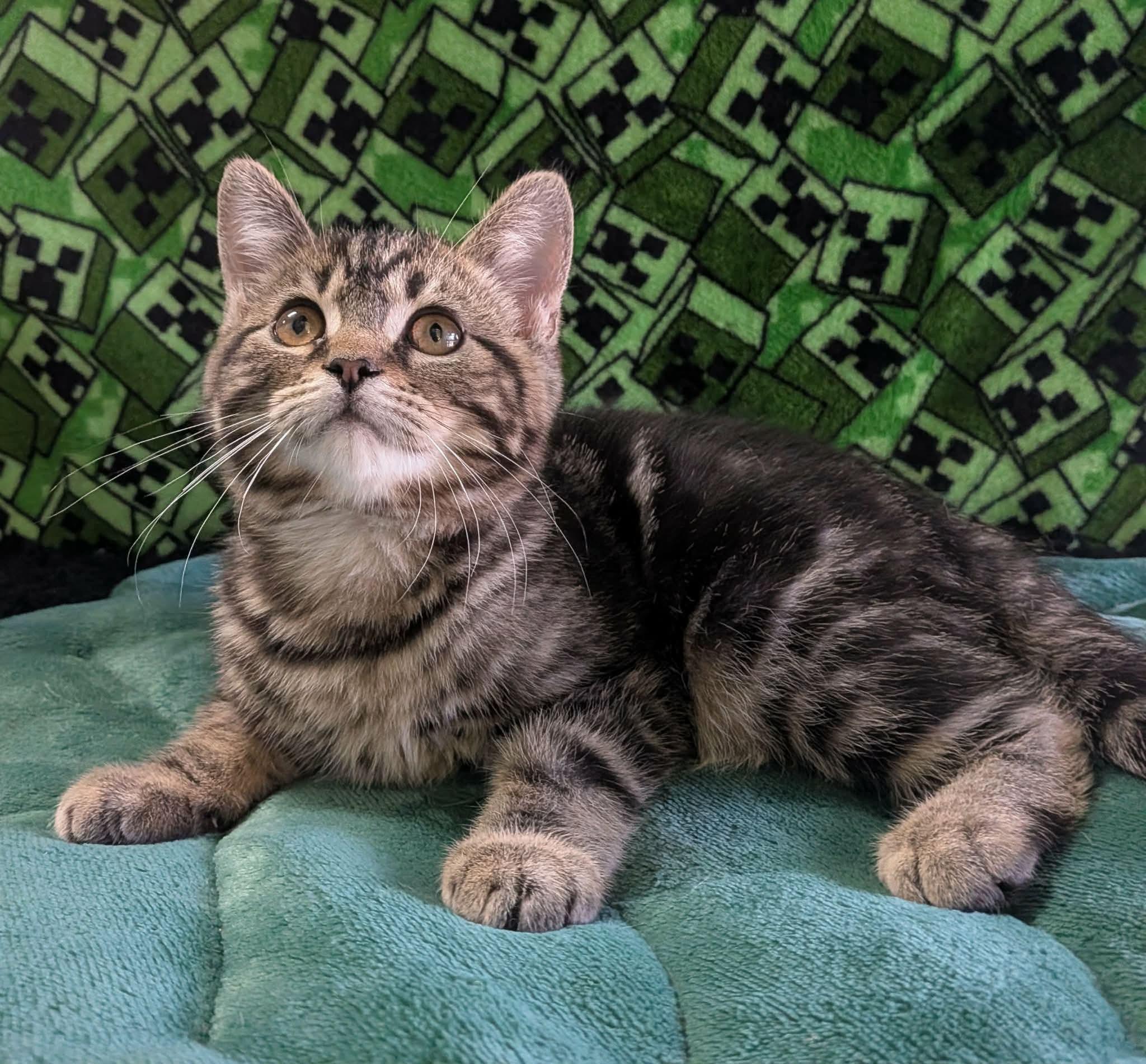 PHOENIX, adopted, Kitten Male Domestic Short Hair.