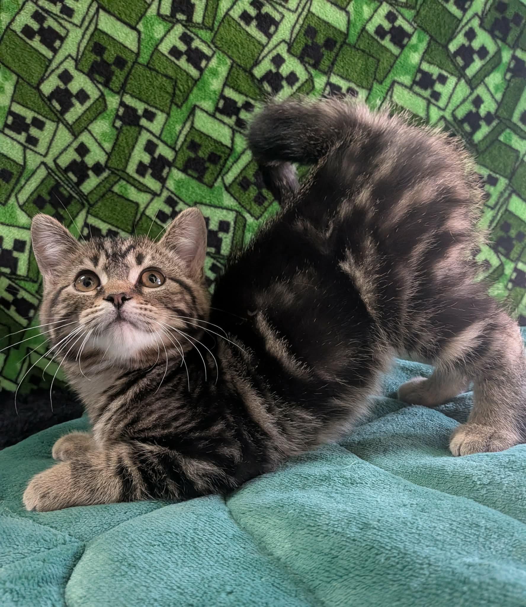 PHOENIX, an adopted Domestic Short Hair in Tillsonburg, ON image 5/6