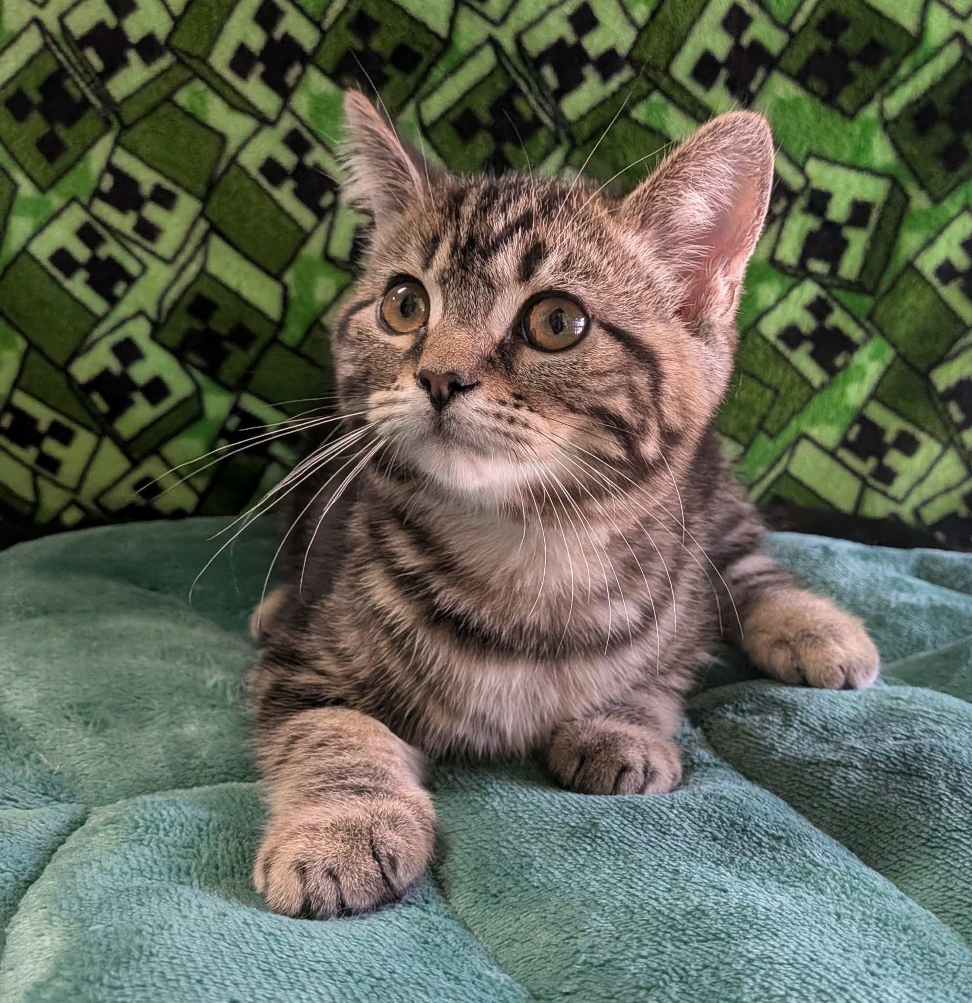 PHOENIX, an adopted Domestic Short Hair in Tillsonburg, ON image 3/6