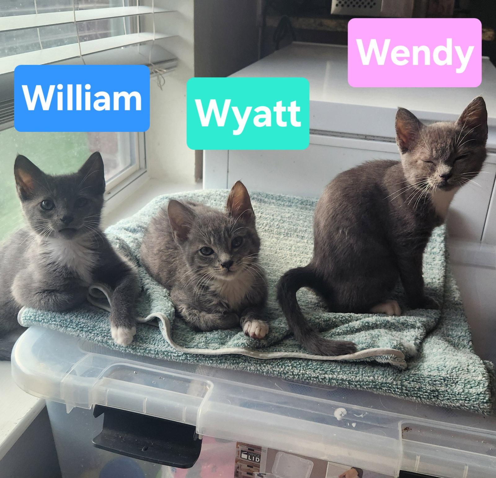 Enlarge Wendy, a Adoptable Domestic Short Hair in McKinney, TX image 2/3