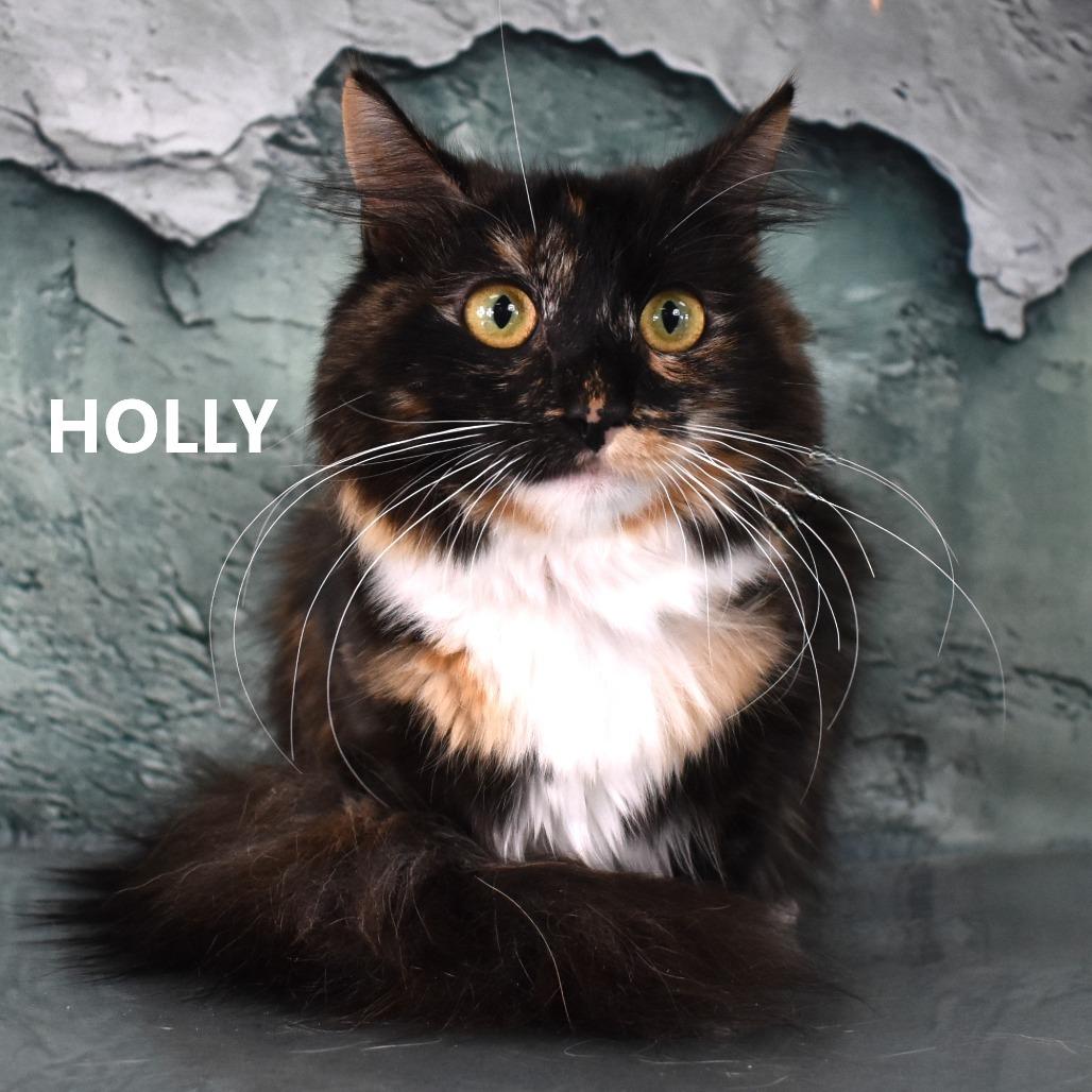 Holly, Adoptable, Adult Female Domestic Long Hair.