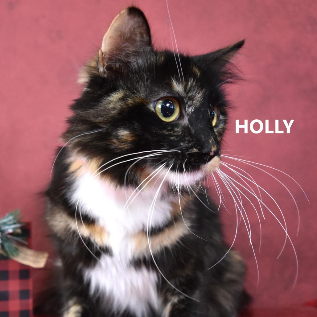 Holly, Adoptable, Adult Female Domestic Long Hair.