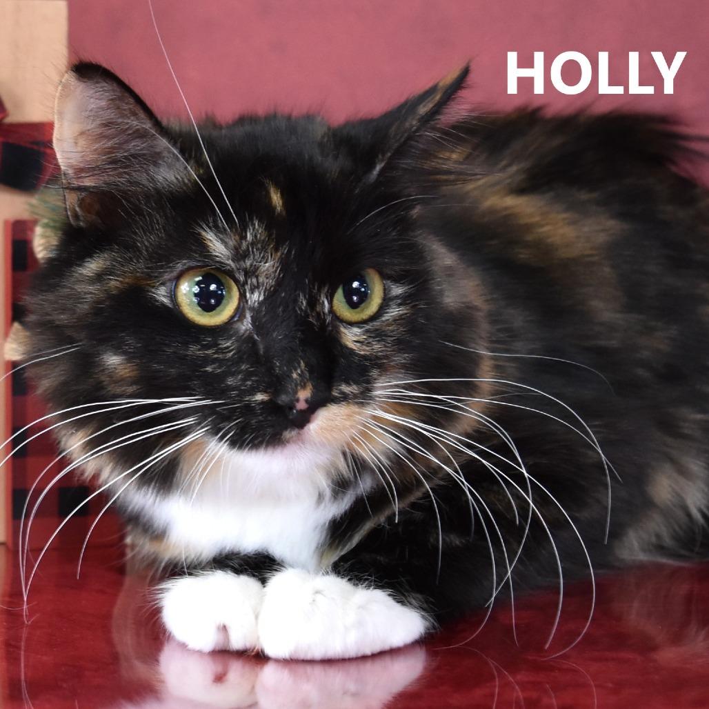Enlarge Holly, a Adoptable Domestic Long Hair in Yuma, AZ image 2/2