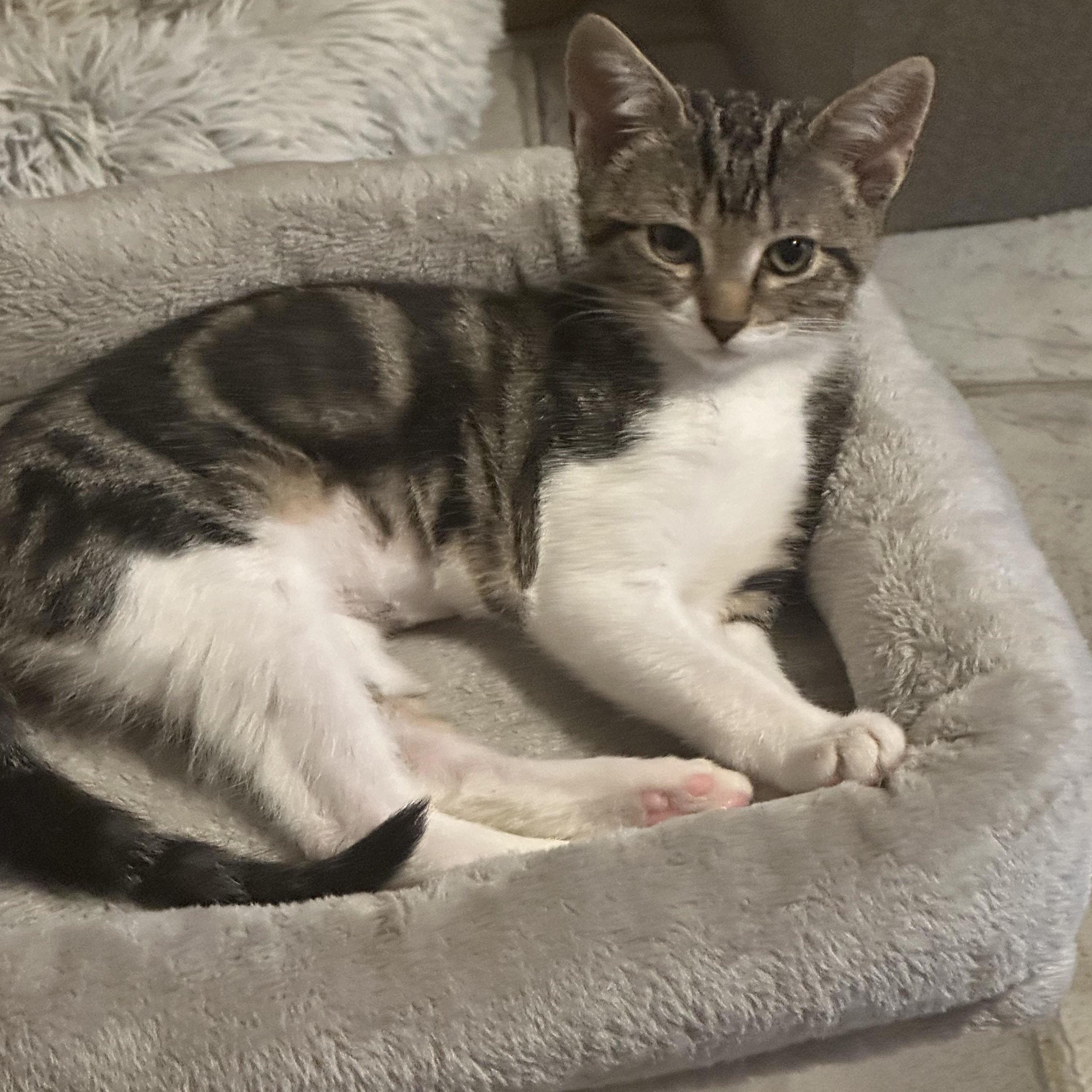 Little Bit, a ADOPTABLE Domestic Short Hair in Tuttle, OK image 1/3