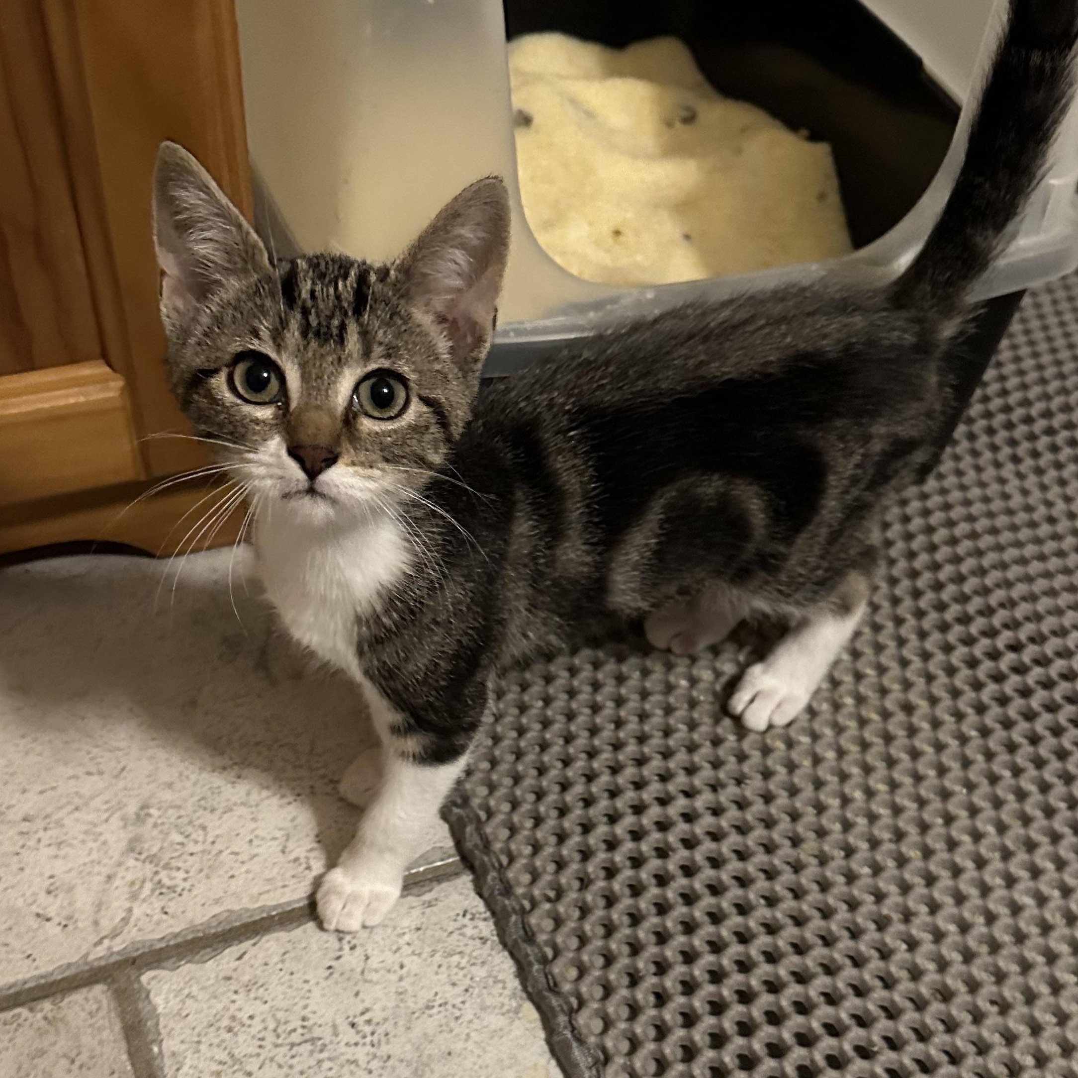 Little Bit, a ADOPTABLE Domestic Short Hair in Tuttle, OK image 2/3
