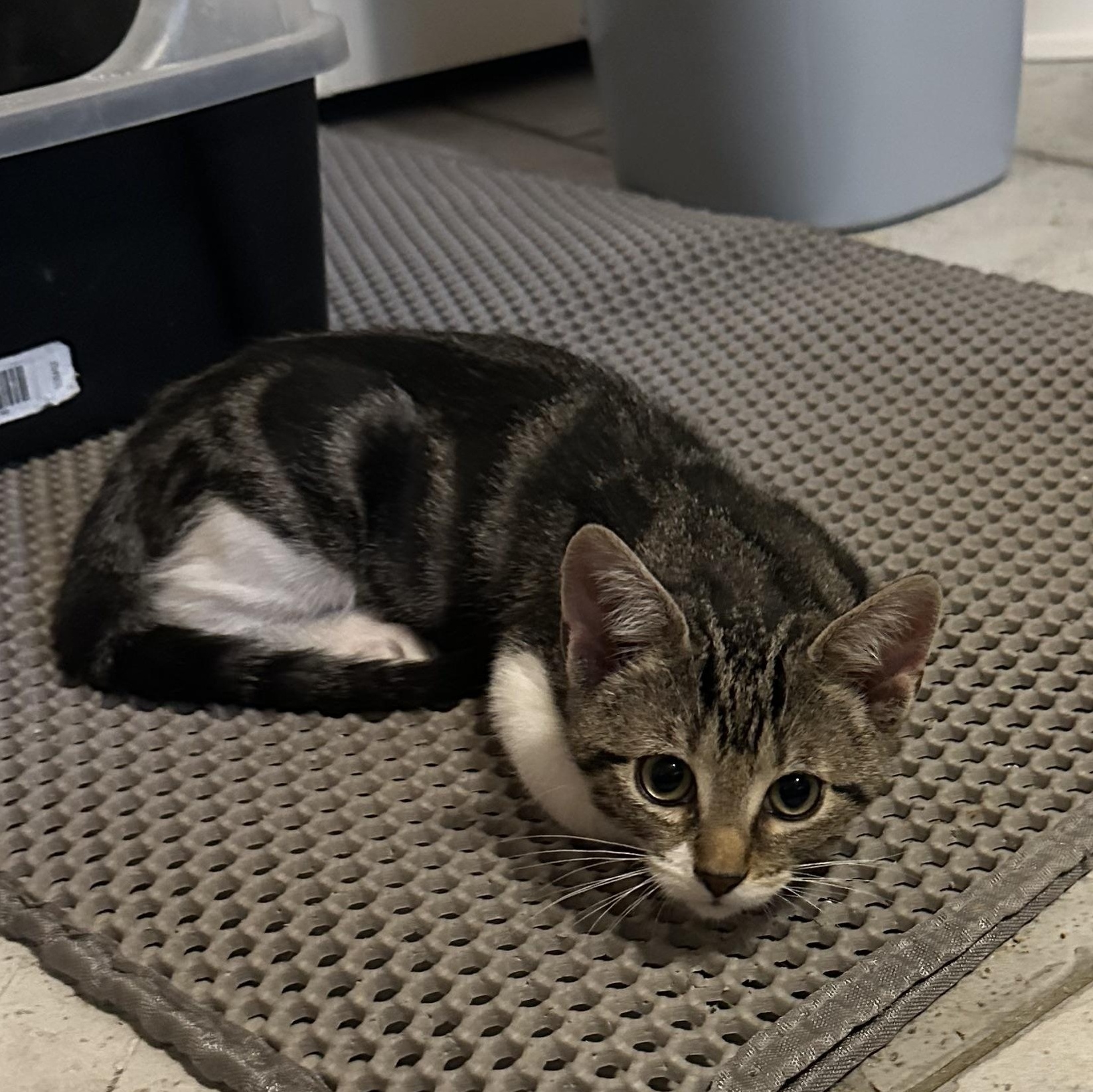 Little Bit, a ADOPTABLE Domestic Short Hair in Tuttle, OK image 3/3