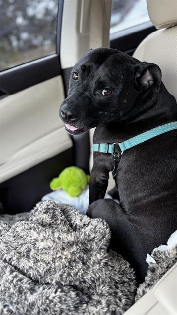 Enlarge SYBEE, a Adoptable Mixed Breed in Palmetto, FL image 1/1