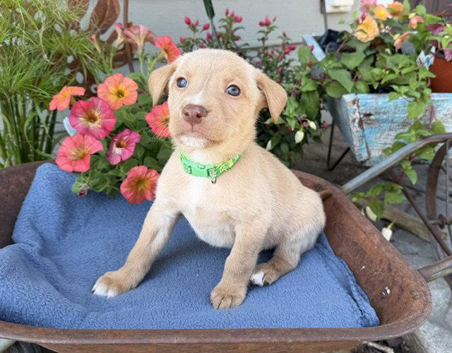 Enlarge Albertville, a Adoptable mixed breed in Duluth, MN image 1/1