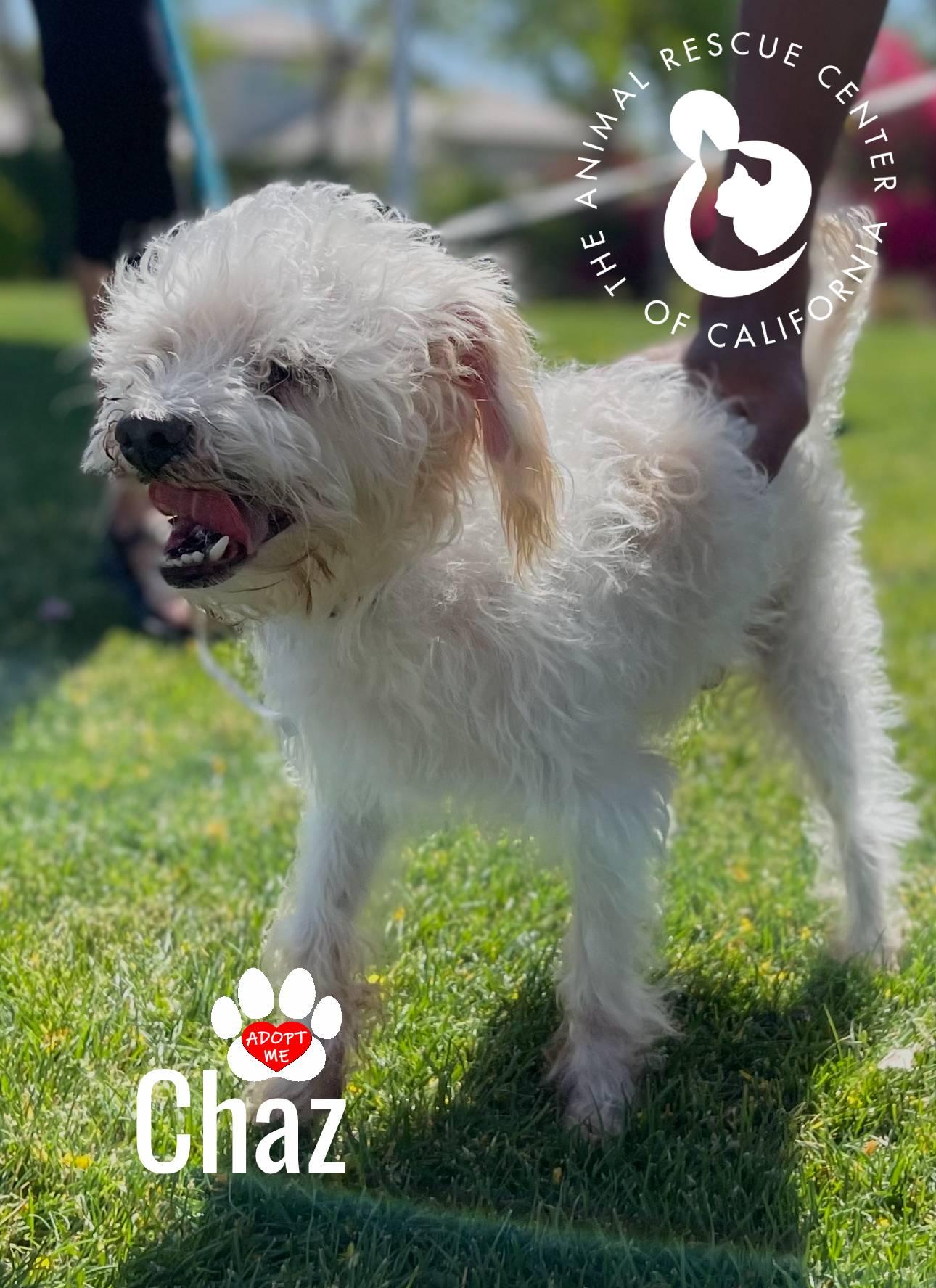 Chaz, Adoptable, Senior Male Miniature Poodle.