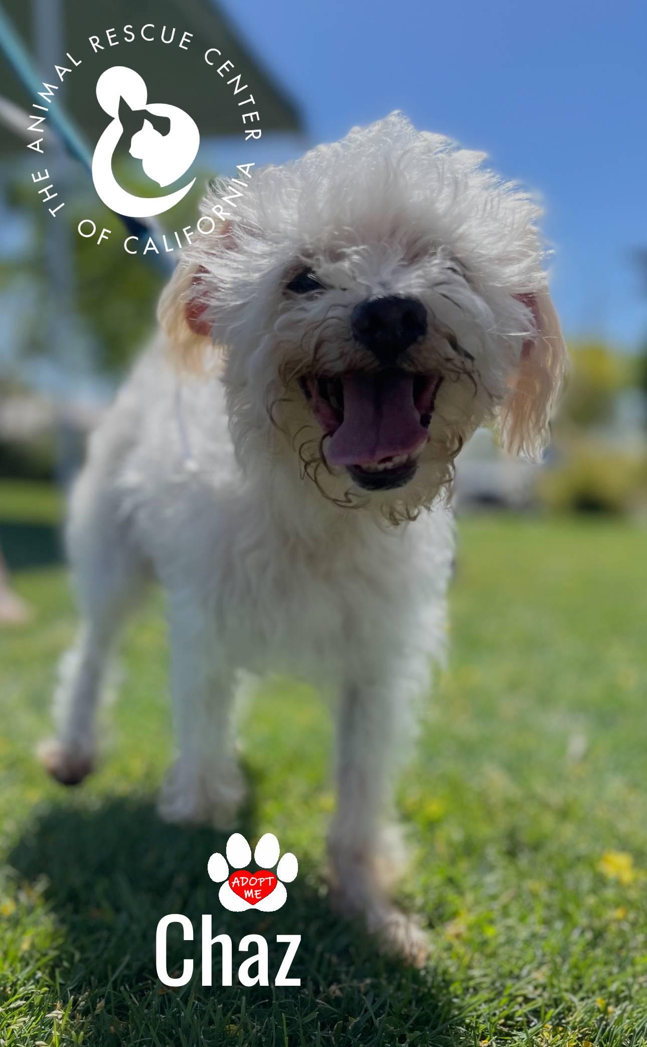 Chaz, a Adoptable Miniature Poodle in Coachella, CA image 3/5