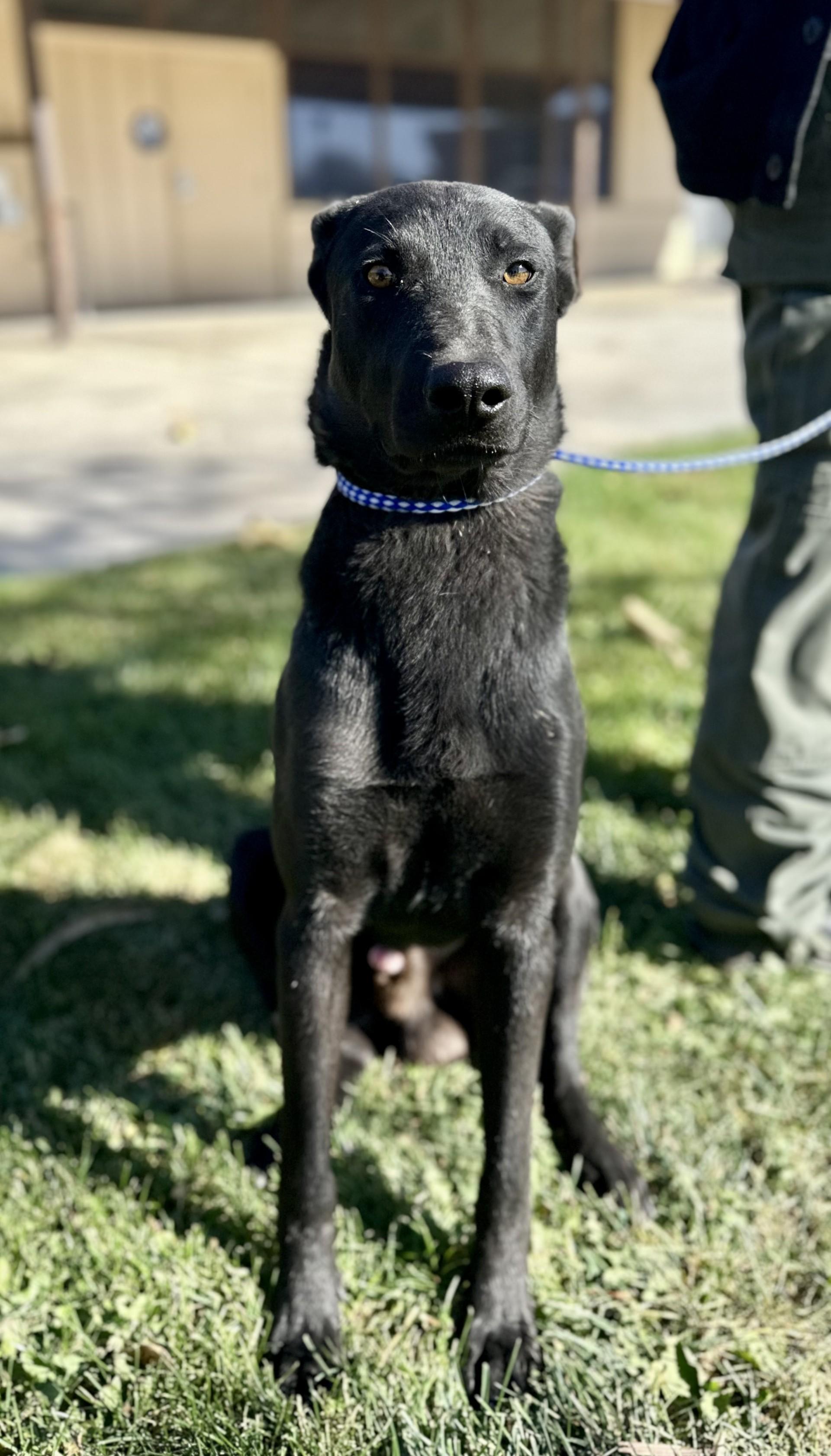 Chase #0509 (906), ADOPTABLE, Adult Male Shepherd.