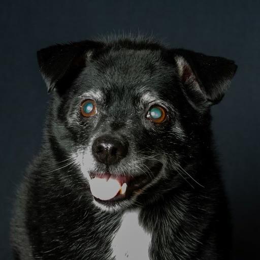 Guido Vito, Adoptable, Senior Male Chihuahua.