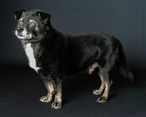 Enlarge Guido Vito, a Adoptable mixed breed in Guntersville, AL image 5/5