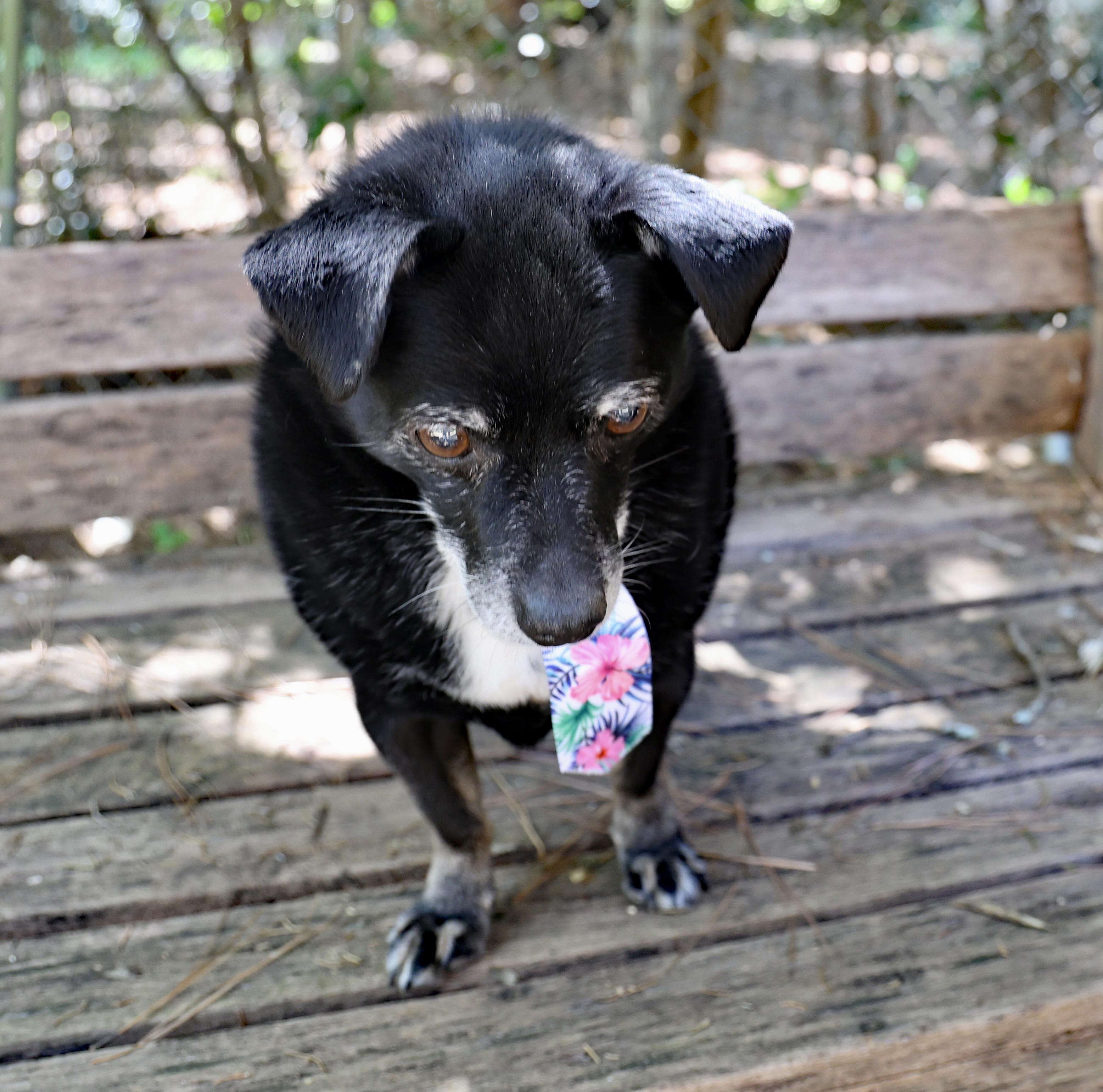 Enlarge Guido Vito, a Adoptable mixed breed in Guntersville, AL image 3/6
