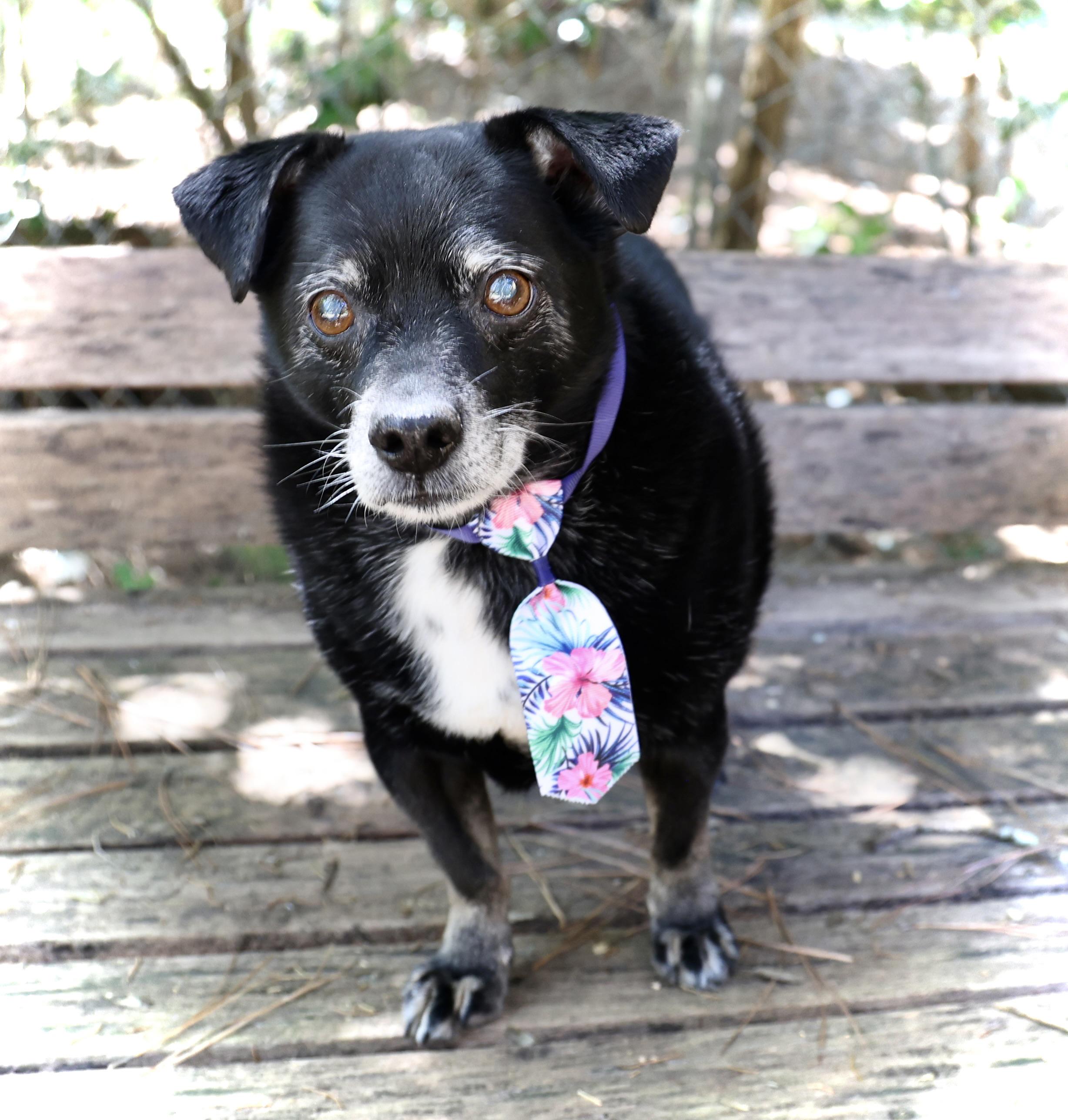 Enlarge Guido Vito, a Adoptable mixed breed in Guntersville, AL image 1/6