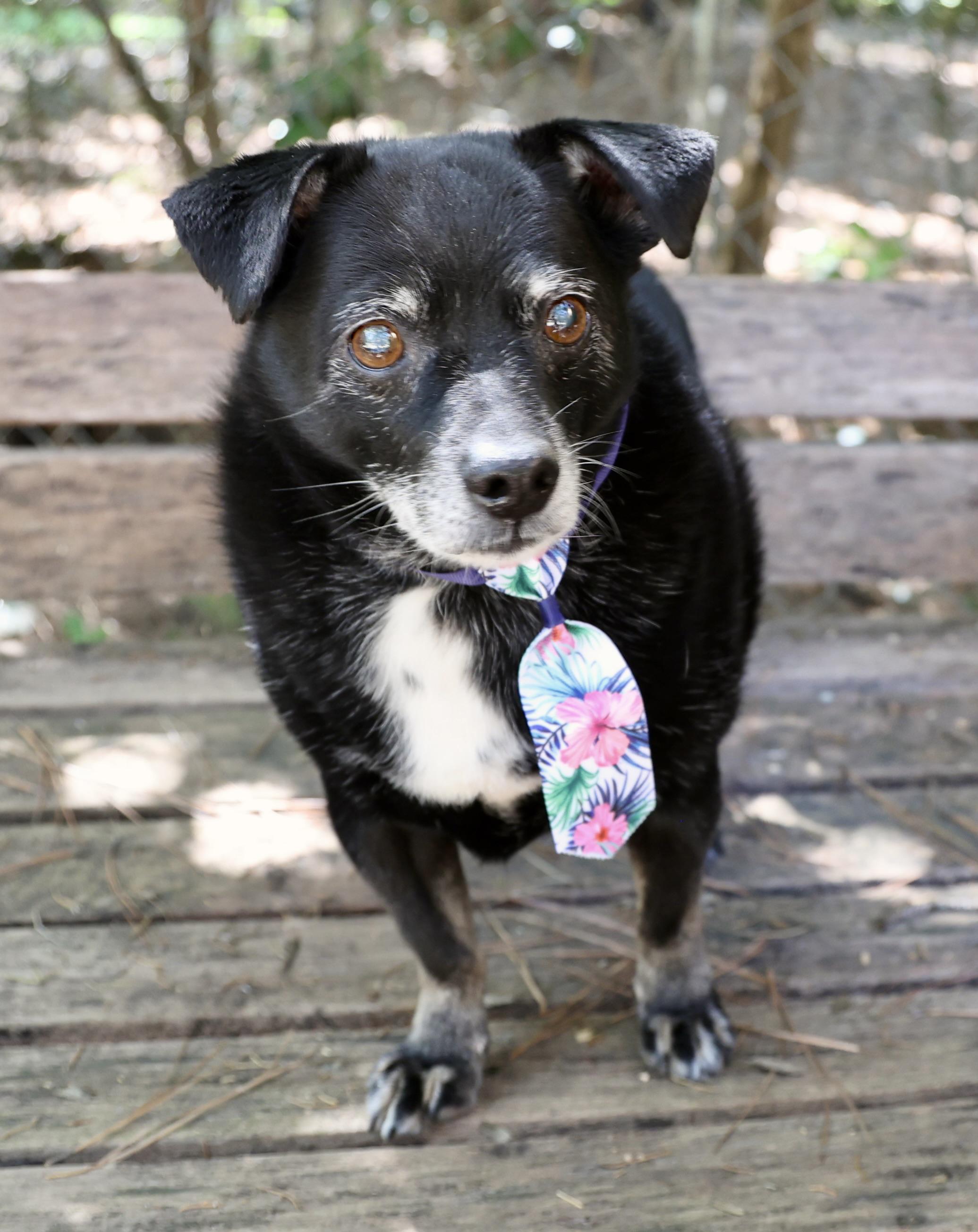 Enlarge Guido Vito, a Adoptable mixed breed in Guntersville, AL image 4/6