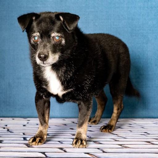 Enlarge Guido Vito, a Adoptable mixed breed in Guntersville, AL image 4/5