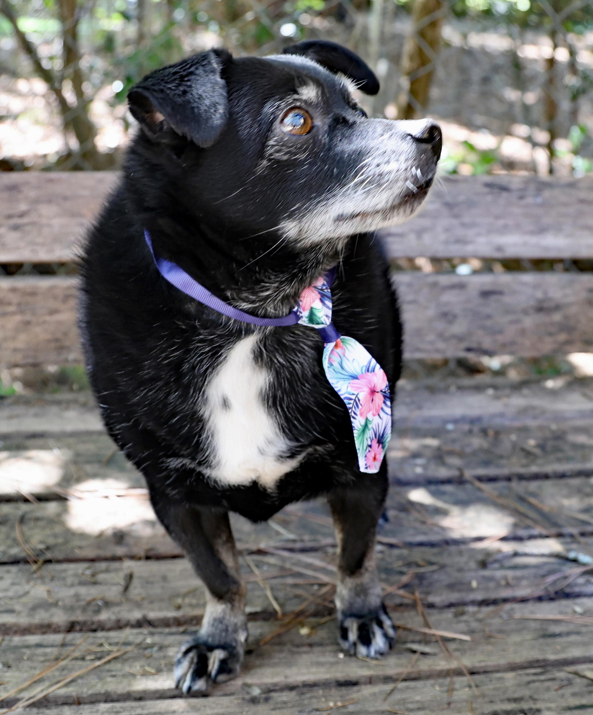 Enlarge Guido Vito, a Adoptable mixed breed in Guntersville, AL image 6/6