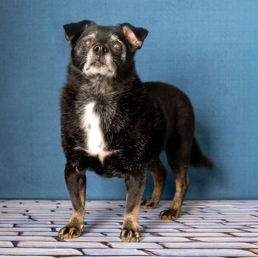 Enlarge Guido Vito, a Adoptable mixed breed in Guntersville, AL image 3/5