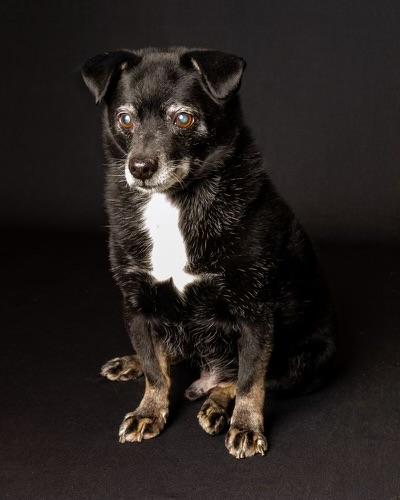 Enlarge Guido Vito, a Adoptable mixed breed in Guntersville, AL image 2/5