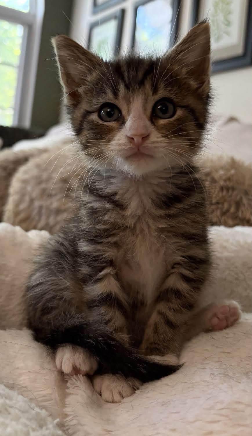 Enlarge Frankie ( Adorable & sweet), a Adoptable Domestic Short Hair in Staten island, NY image 2/6