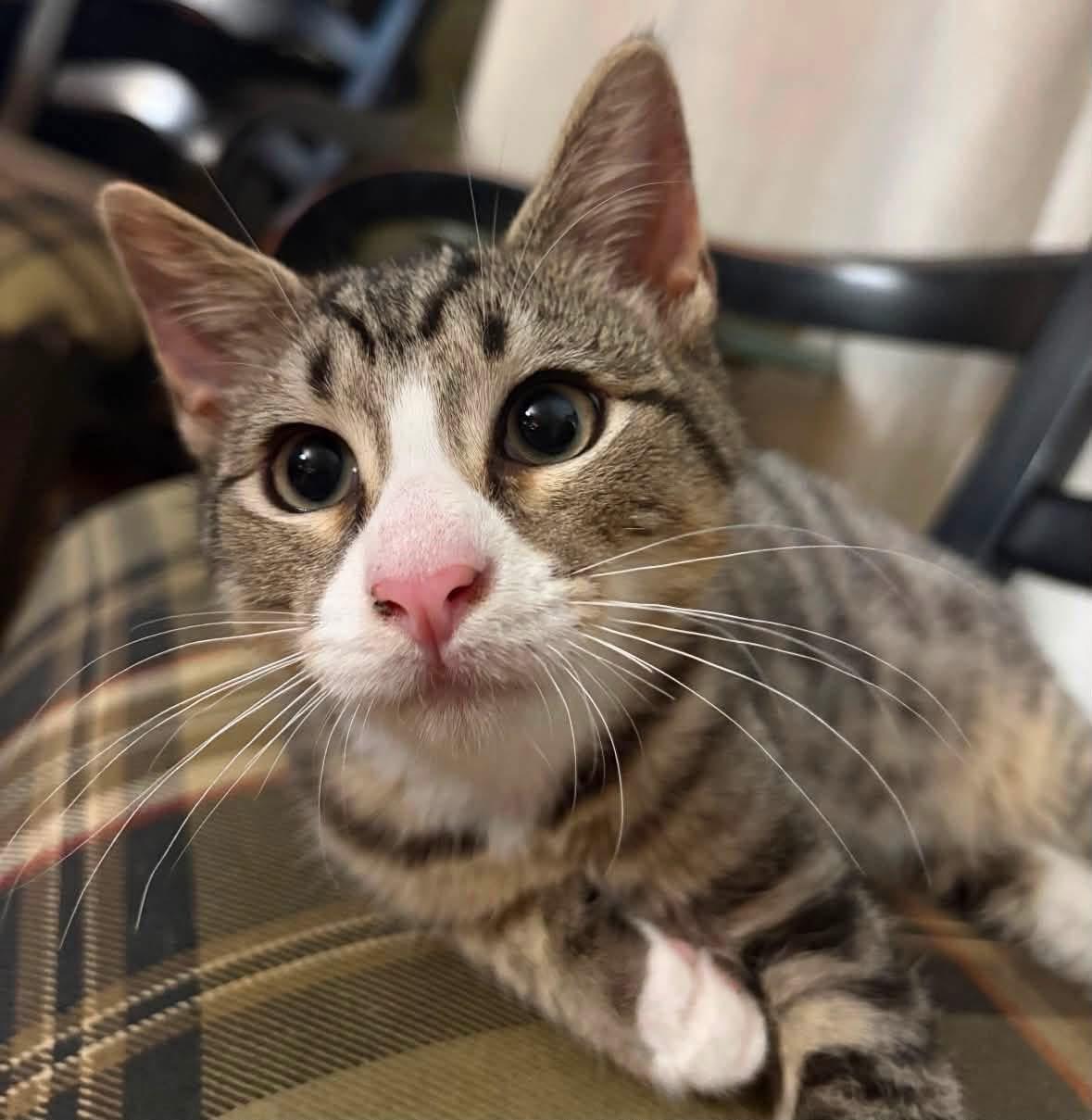 Enlarge Frankie ( Adorable & sweet), a Adoptable Domestic Short Hair in Staten island, NY image 3/6