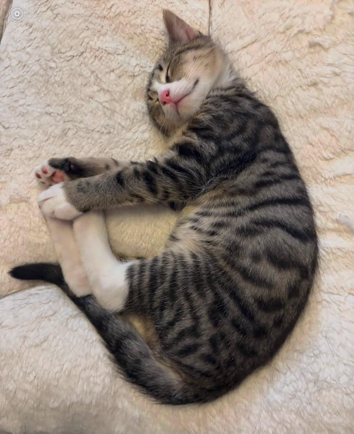Enlarge Frankie ( Adorable & sweet), a Adoptable Domestic Short Hair in Staten island, NY image 4/6