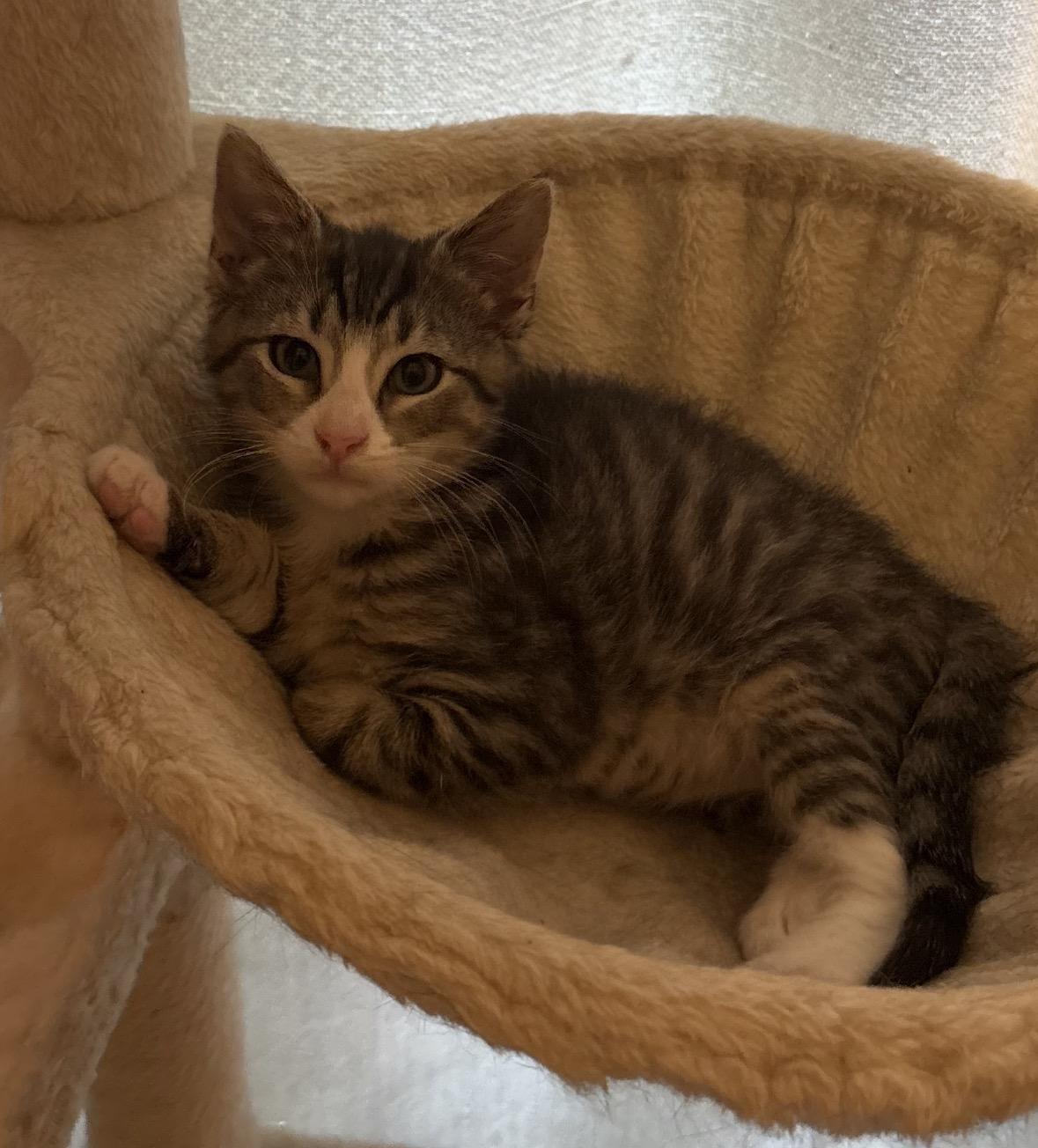 Enlarge Frankie ( Adorable & sweet), a Adoptable Domestic Short Hair in Staten island, NY image 5/6