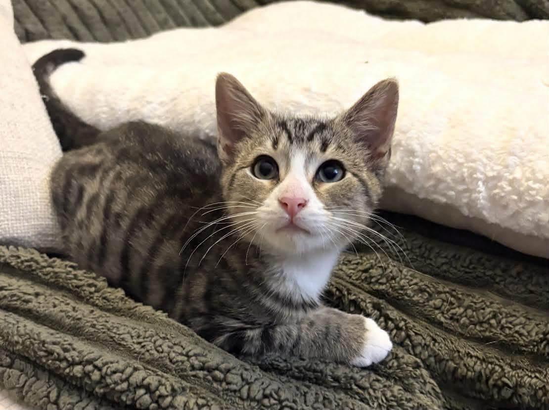 Frankie ( Adorable & sweet), Adoptable, Kitten Male Domestic Short Hair.