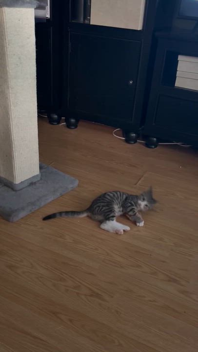 Enlarge Frankie ( Adorable & sweet), a Adoptable Domestic Short Hair in Staten island, NY video 6/6