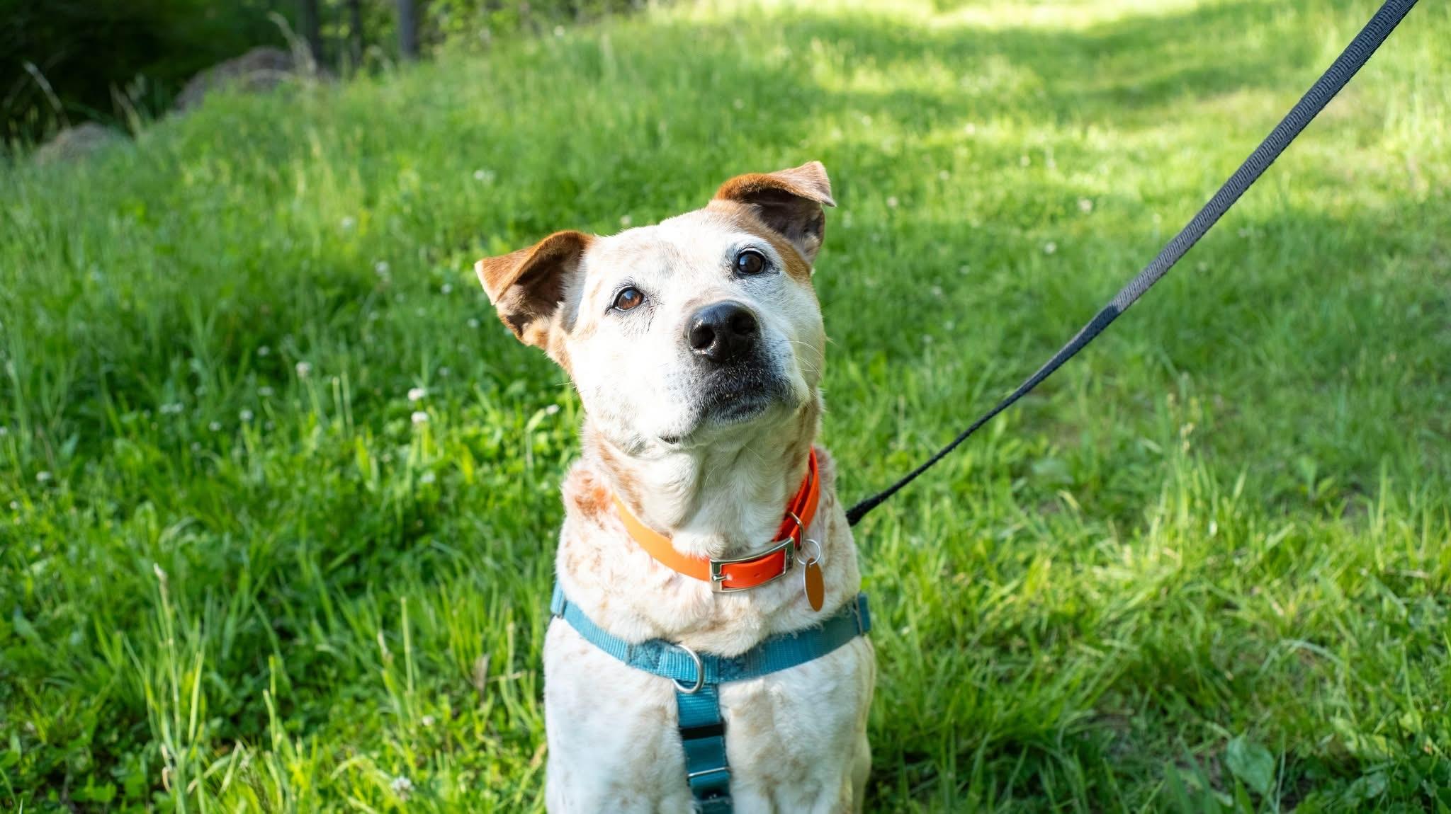 Enlarge Flynn, an adopted Australian Cattle Dog / Blue Heeler in Marshall, NC image 3/6