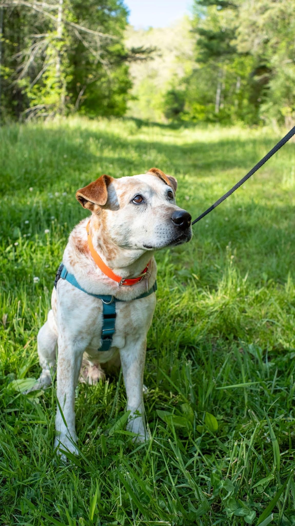 Enlarge Flynn, an adopted Australian Cattle Dog / Blue Heeler in Marshall, NC image 5/6