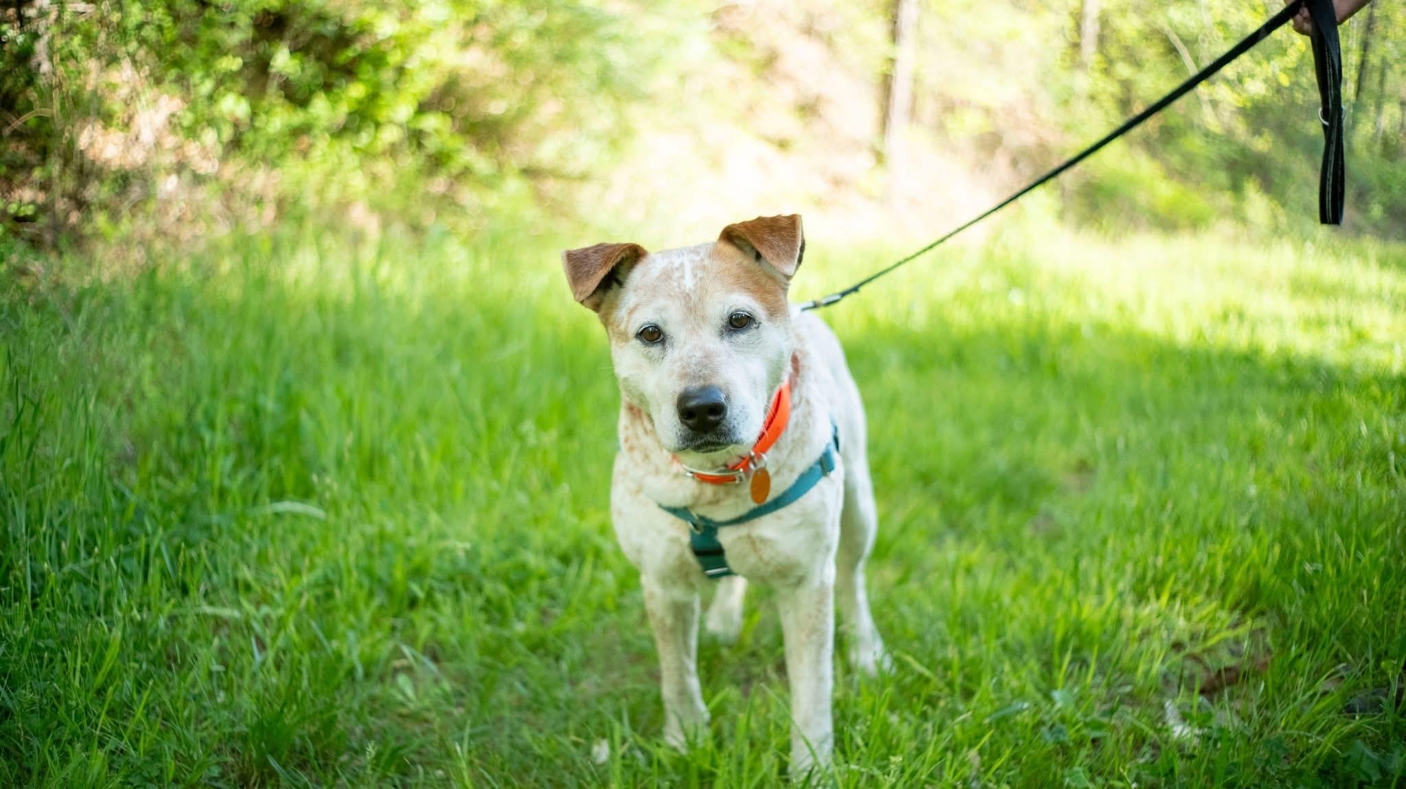 Enlarge Flynn, an adopted Australian Cattle Dog / Blue Heeler in Marshall, NC image 2/6