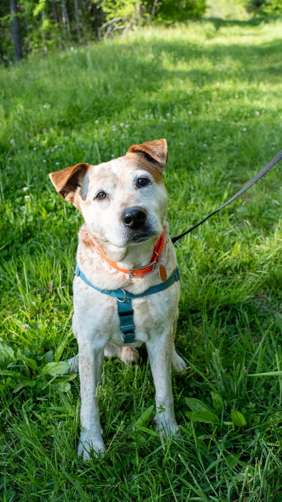 Enlarge Flynn, an adopted Australian Cattle Dog / Blue Heeler in Marshall, NC image 1/6