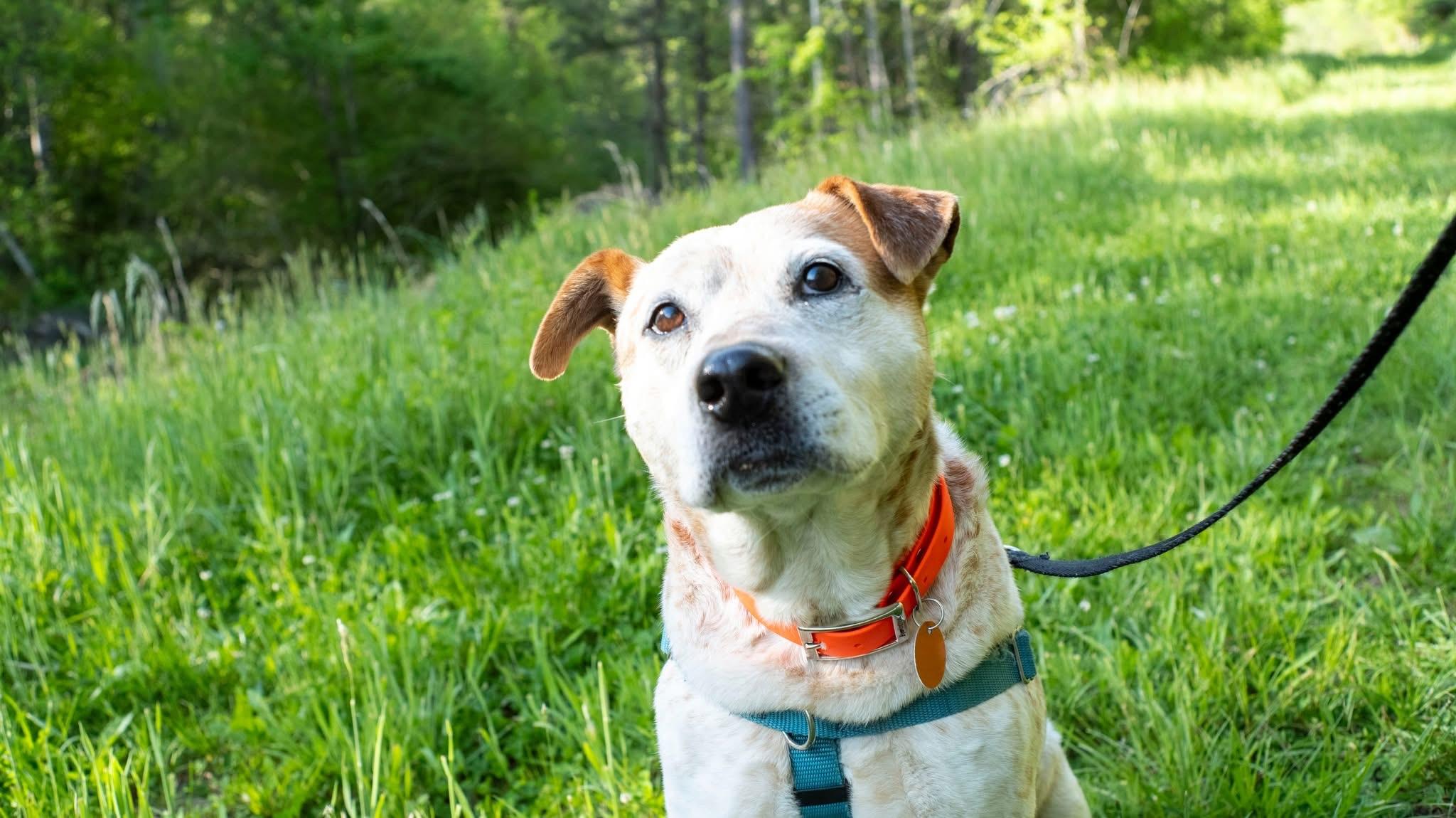 Enlarge Flynn, an adopted Australian Cattle Dog / Blue Heeler in Marshall, NC image 6/6