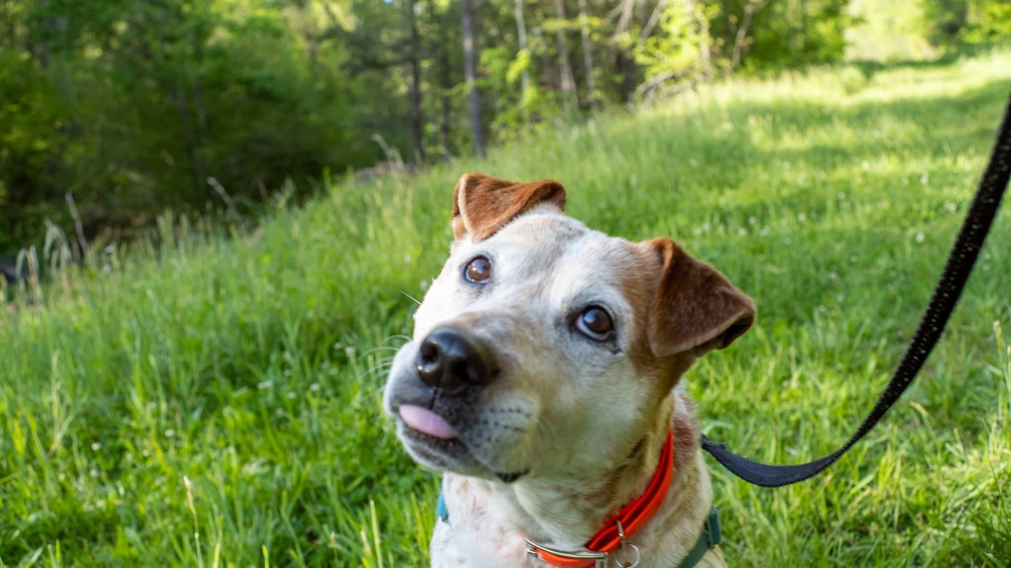 Enlarge Flynn, an adopted Australian Cattle Dog / Blue Heeler in Marshall, NC image 4/6