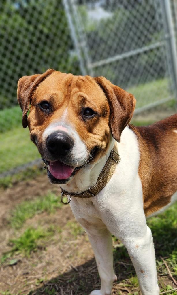 Bubba, Adoptable, Adult Male Mixed Breed.