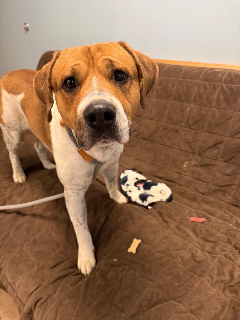 Enlarge Bubba, a Adoptable mixed breed in Marion, OH image 1/1