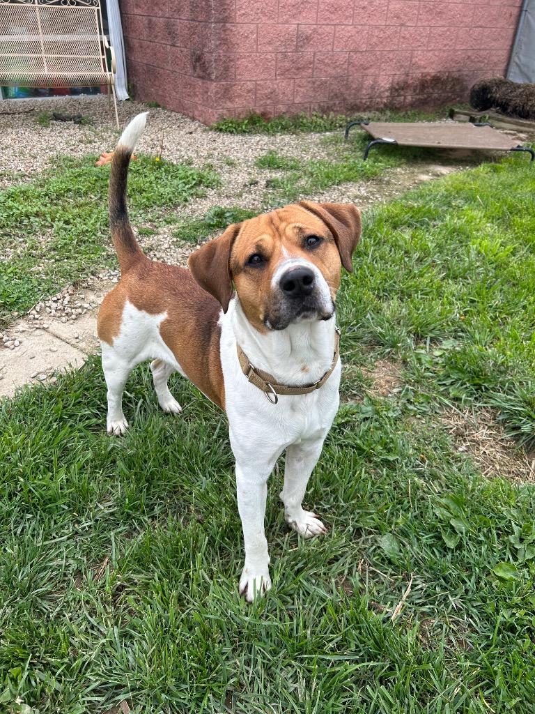 Enlarge Bubba, a Adoptable mixed breed in Marion, OH image 2/2