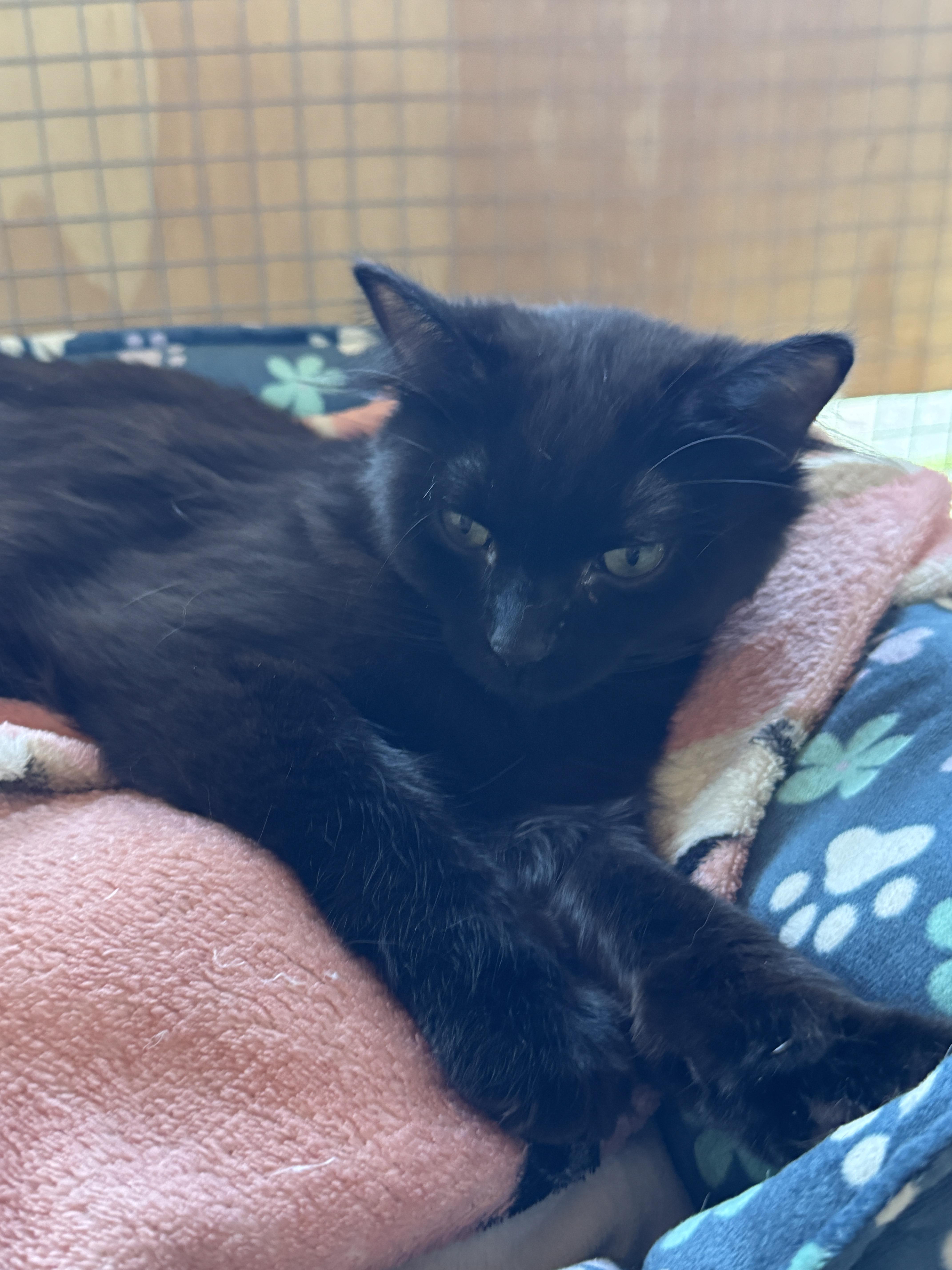 Enlarge Sofia & Sienna, a ADOPTABLE Domestic Long Hair in Courtenay, BC image 2/5