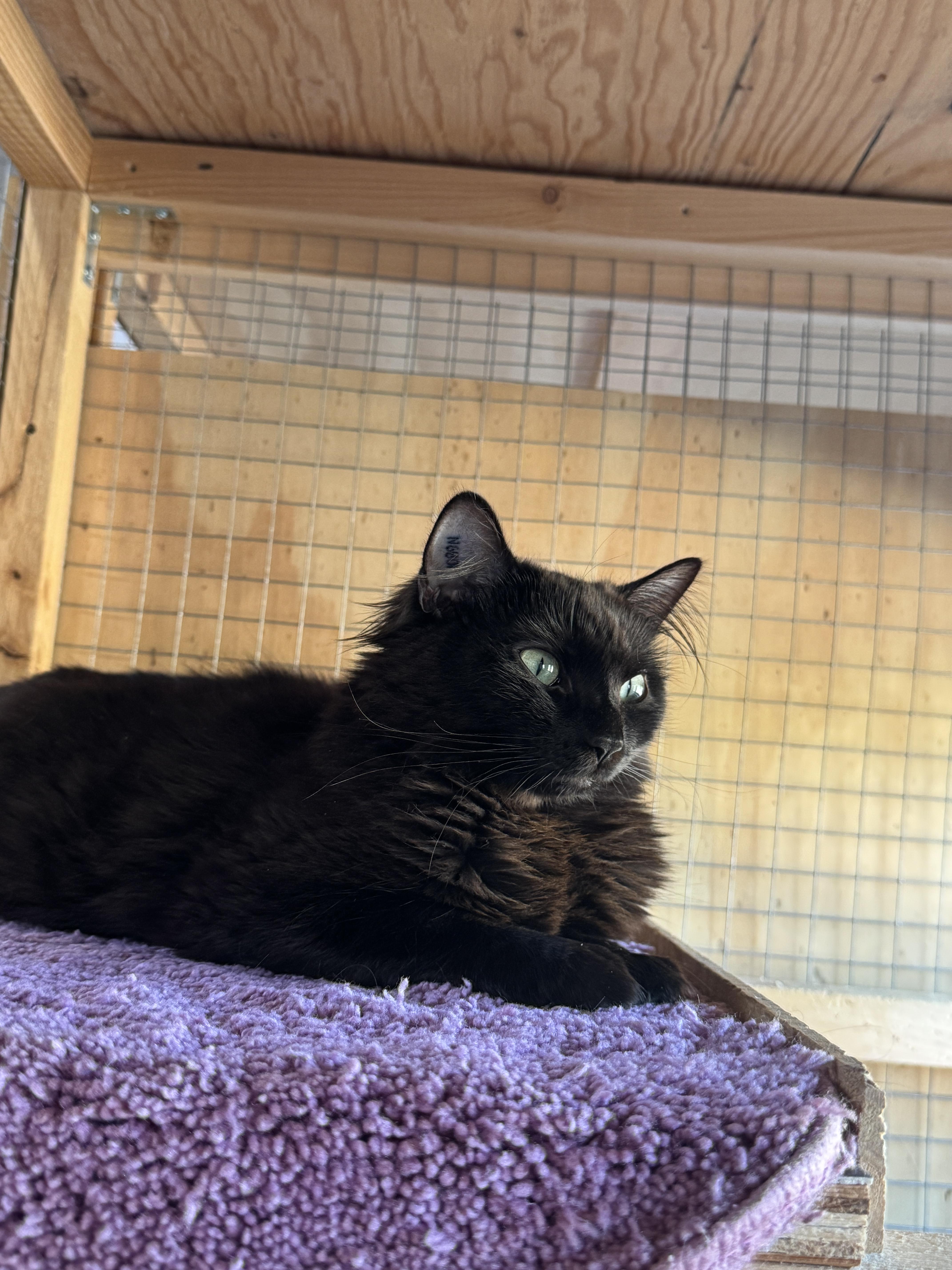 Enlarge Sofia & Sienna, a ADOPTABLE Domestic Long Hair in Courtenay, BC image 3/5