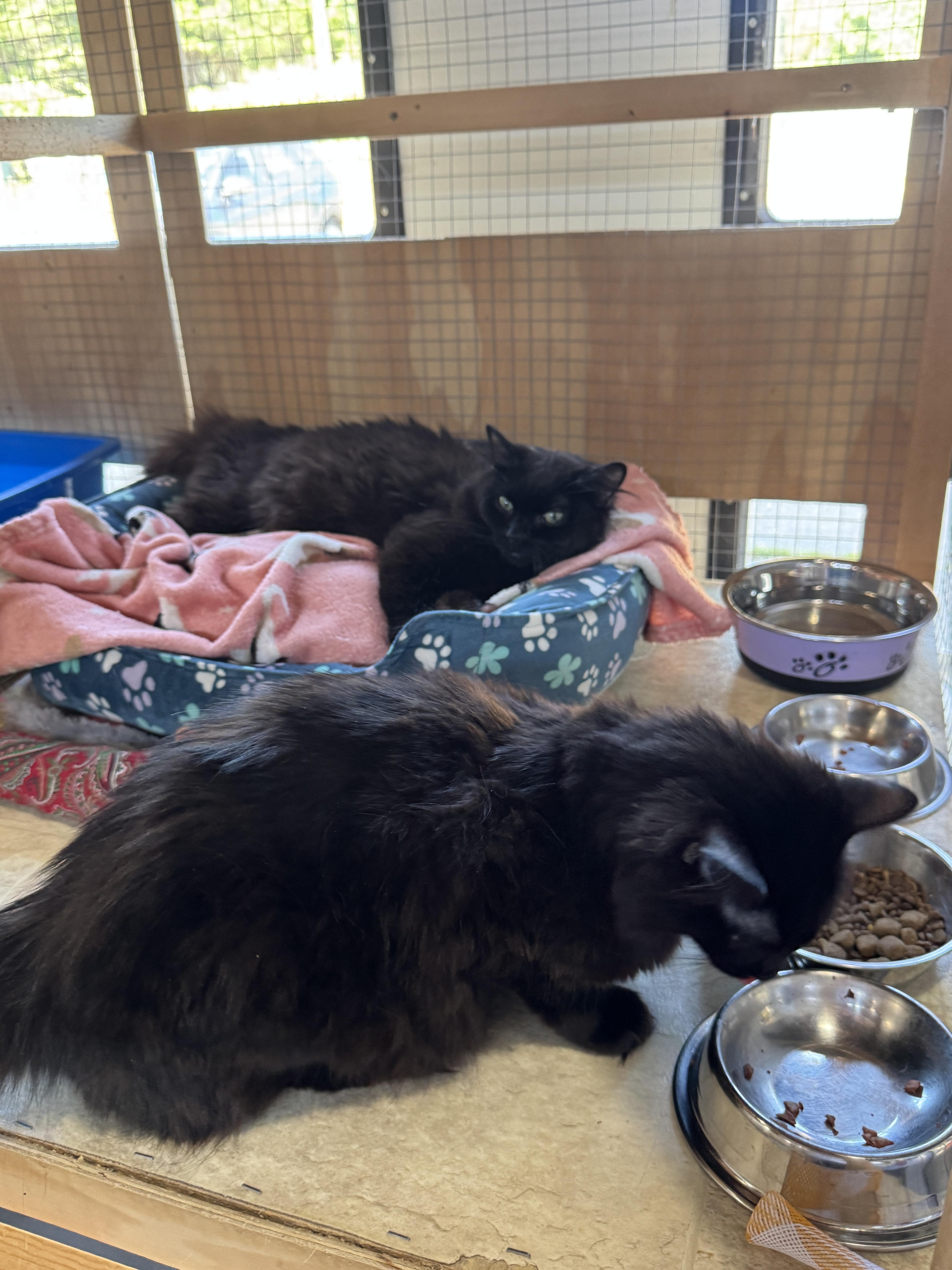Sofia & Sienna, ADOPTABLE, Young Female Domestic Long Hair.