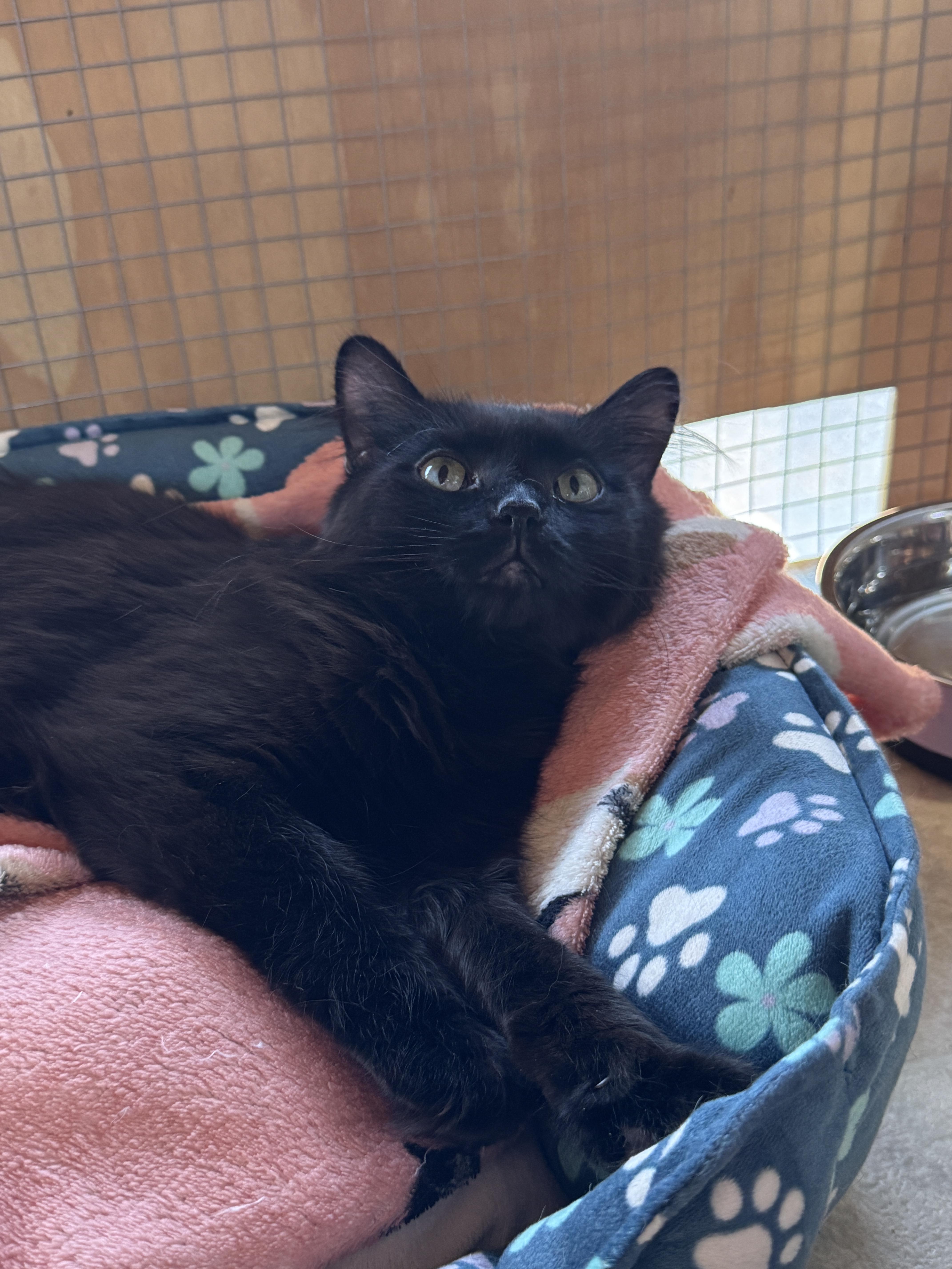 Enlarge Sofia & Sienna, a ADOPTABLE Domestic Long Hair in Courtenay, BC image 4/5