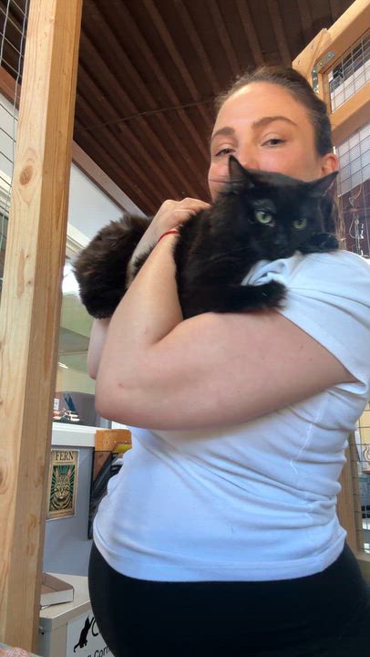 Enlarge Sofia & Sienna, a ADOPTABLE Domestic Long Hair in Courtenay, BC video 5/5
