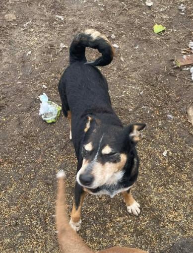 Rosie, a ADOPTABLE mixed breed in Sheboygan, WI image 4/6